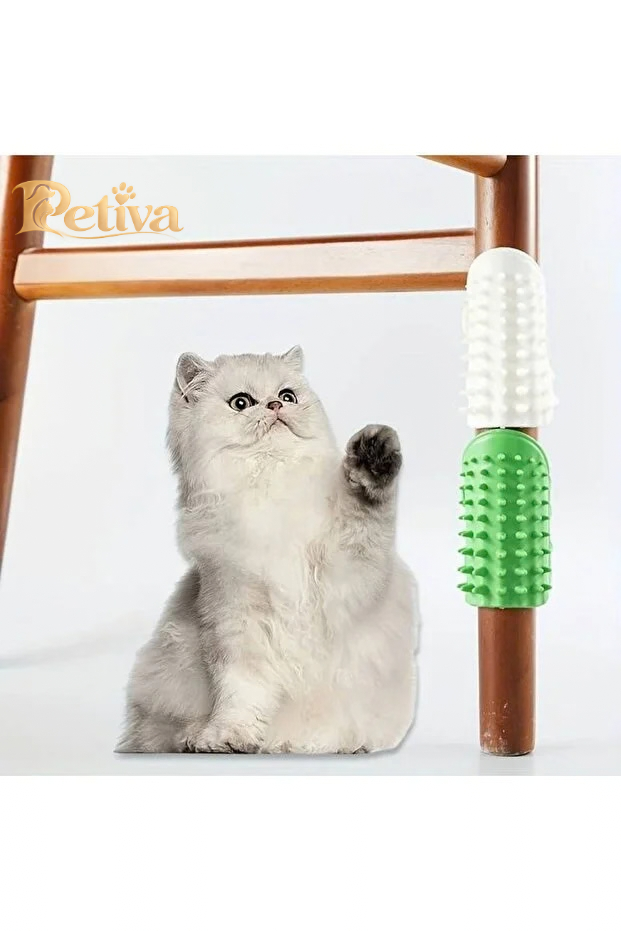 Kedi ve kaşınma fırçası