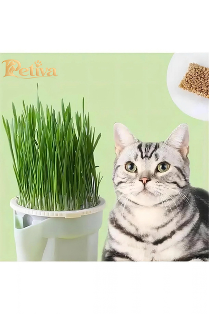 Kedi çimi ve deneme tohumu