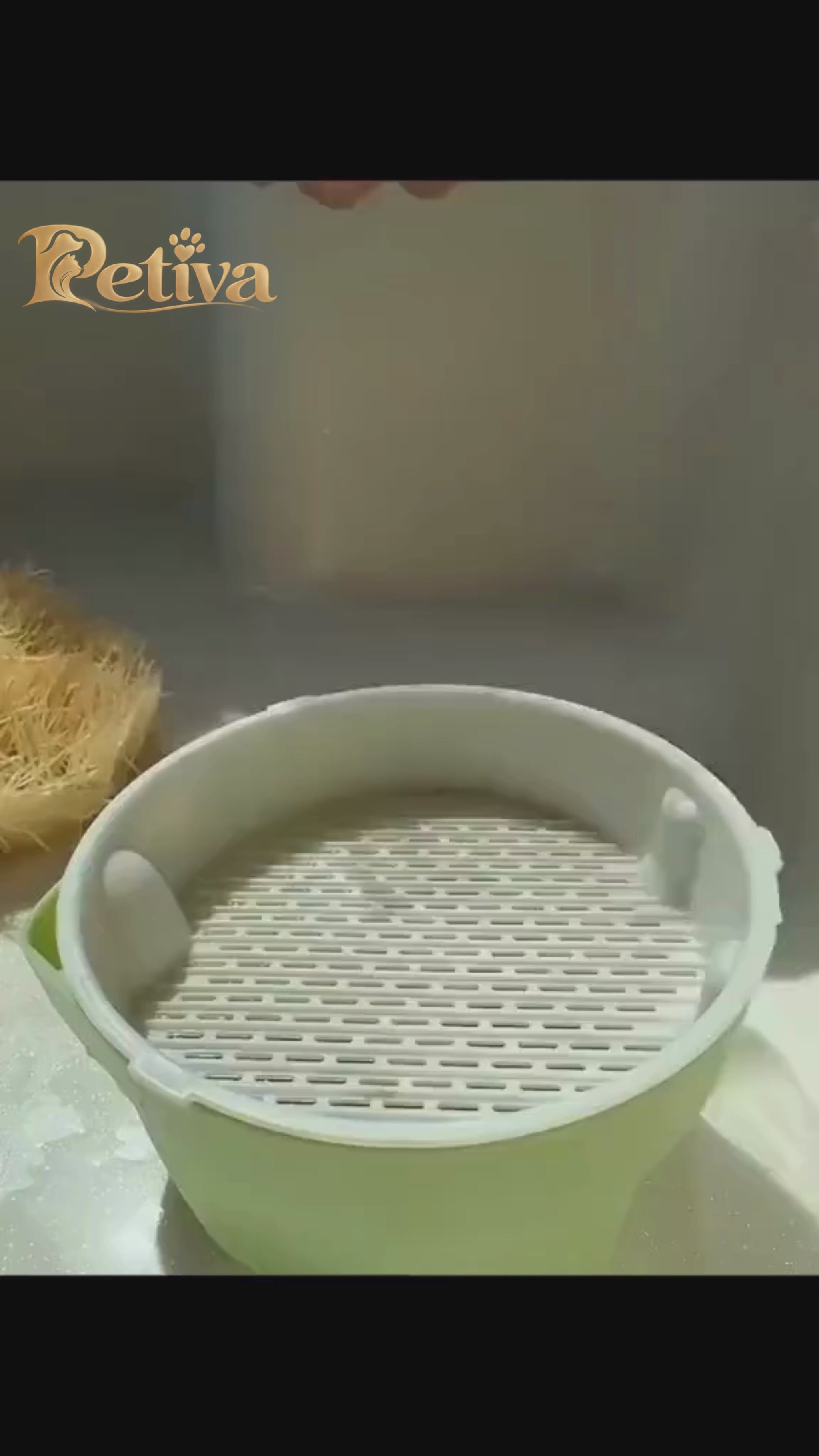Kedi çimi yetiştirme kiti videosu