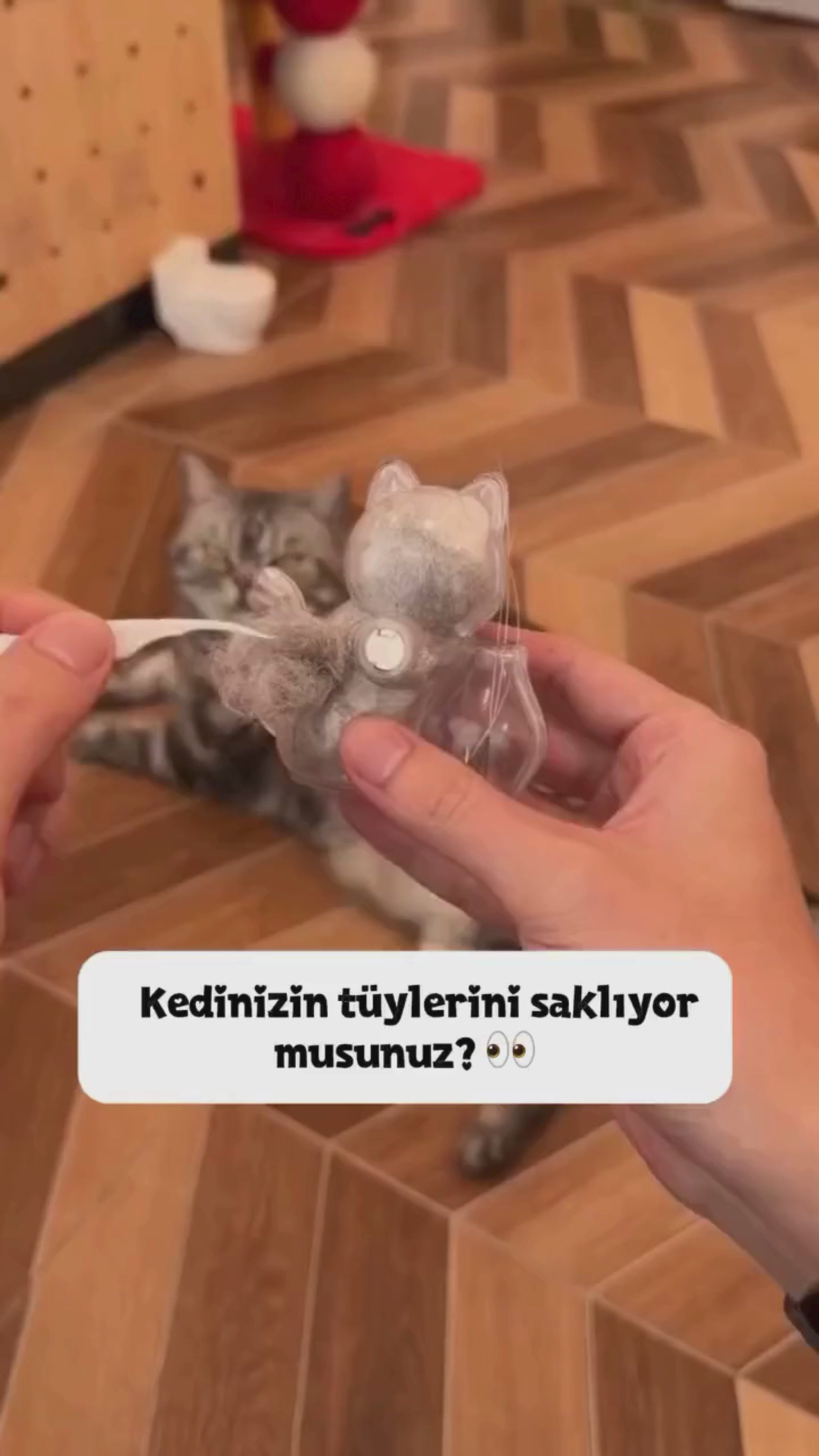 Kedi bıyığı magneti videosu