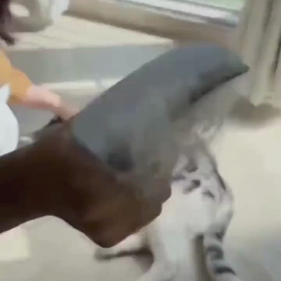 Petiva Furmantör tarak kullanım videosu