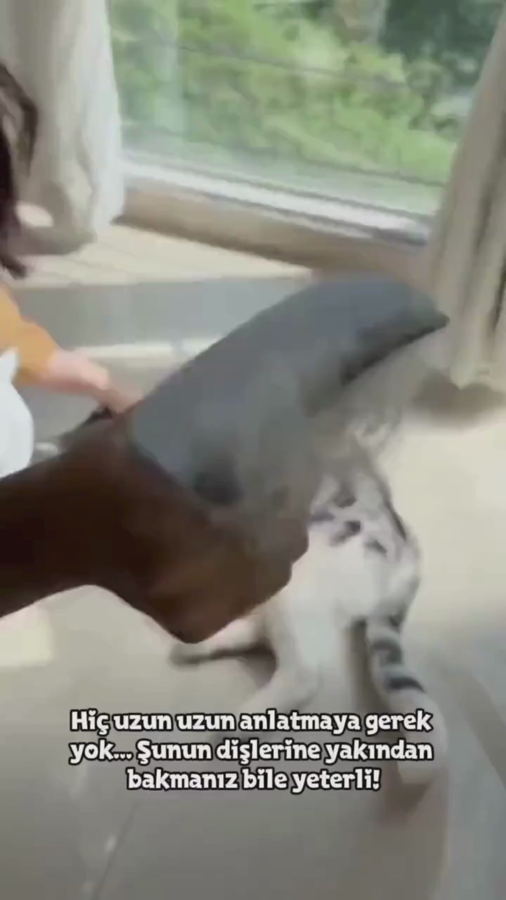 Petiva Furmantör tarak kullanım videosu